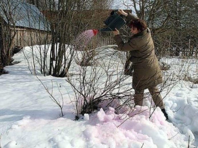 Третиране на вряла вода на храст