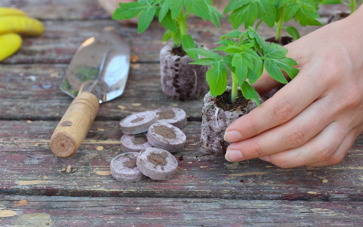 tomato seedlings