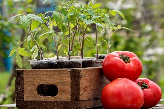 Seedlings of tomatoes