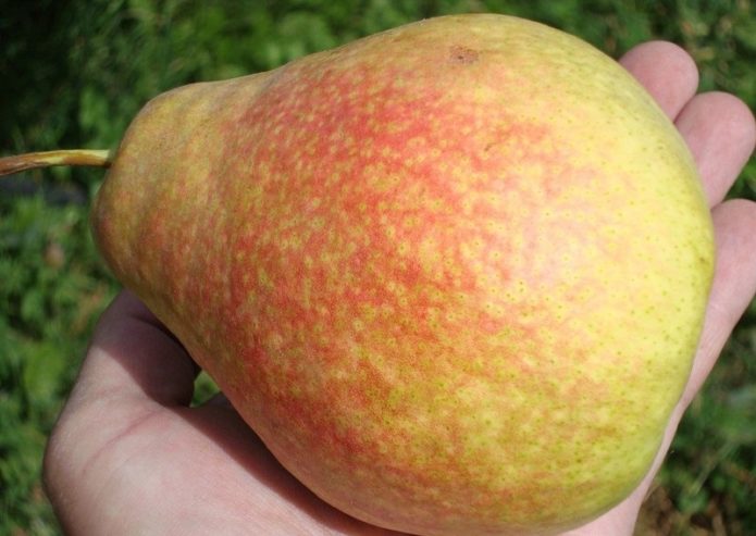 Marble pear fruit