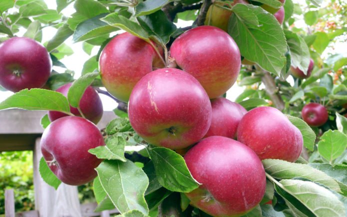 Ripe apples