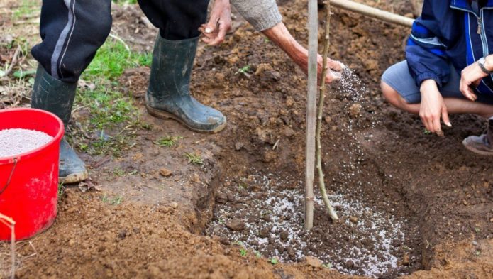 Planting an apple tree