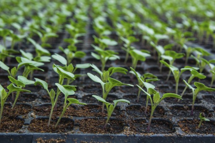 sowing seeds in cassettes