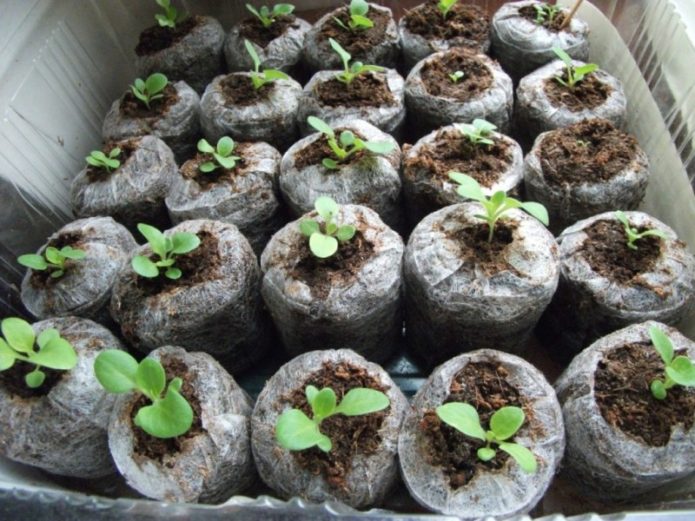 sowing in peat tablets