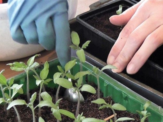 Tomato seedlings ready to dive