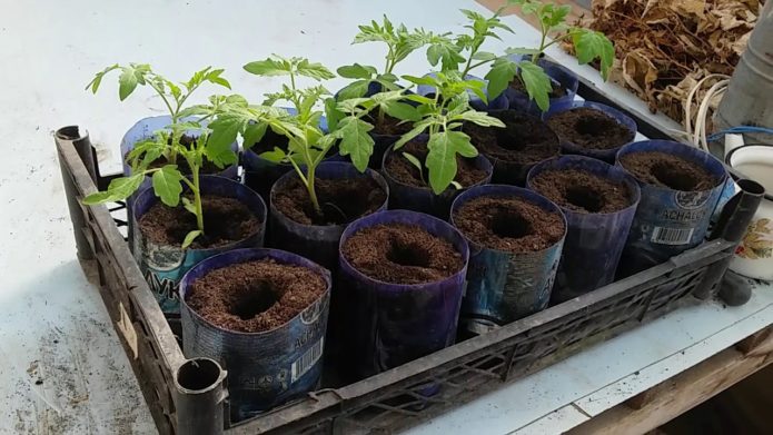 Pickled tomato seedlings