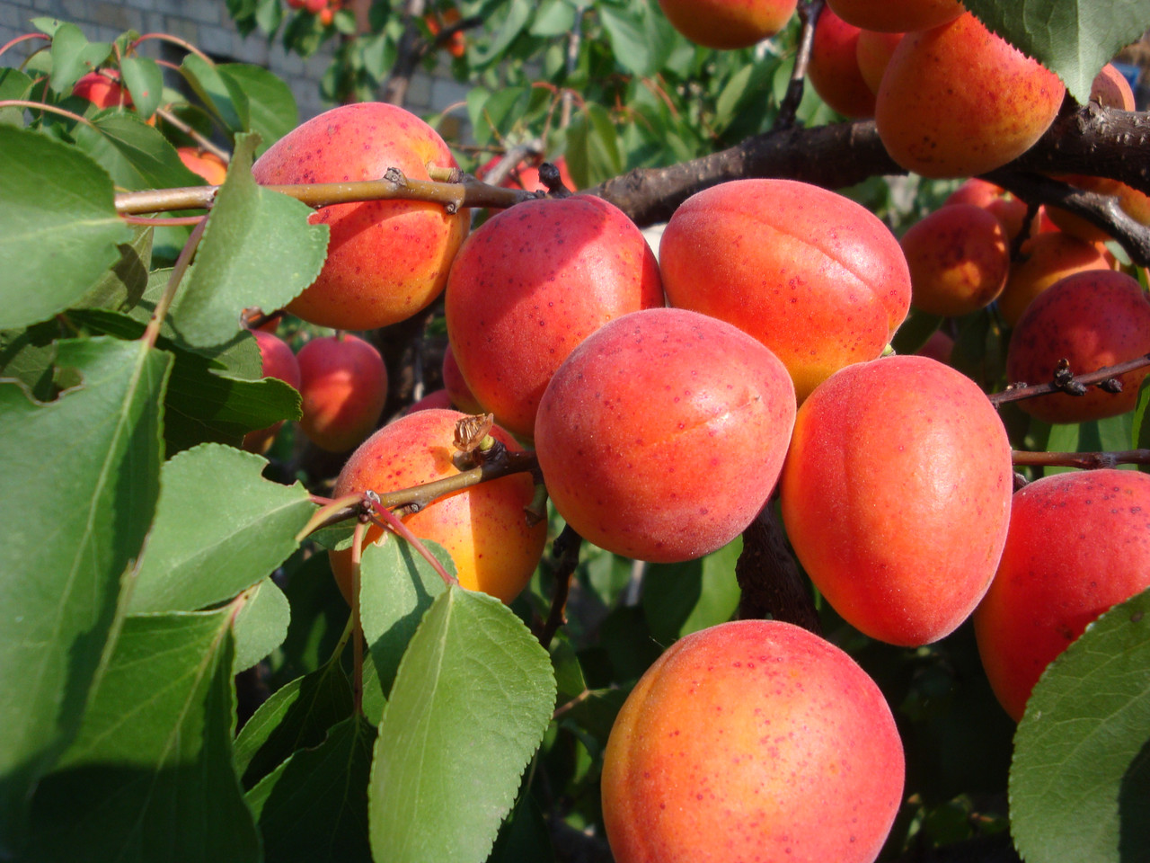 Apricot Red-cheeked: description of the variety and nuances of care