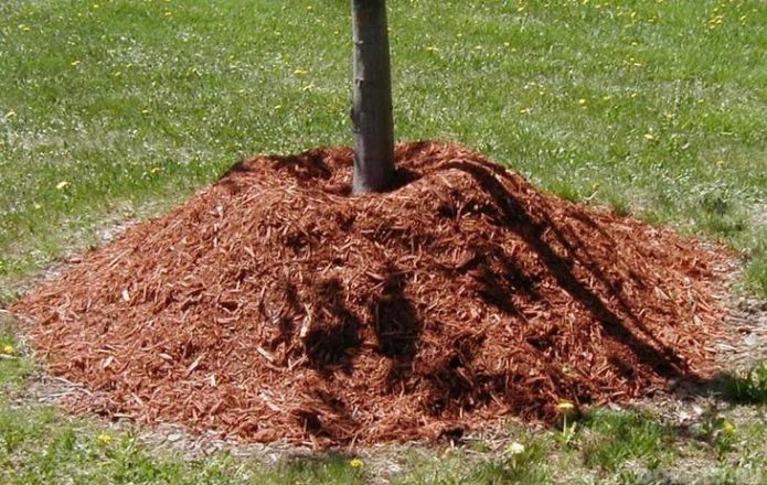 Mulching apricot in autumn