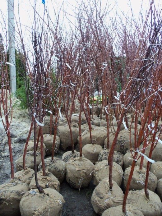 Apricot seedlings