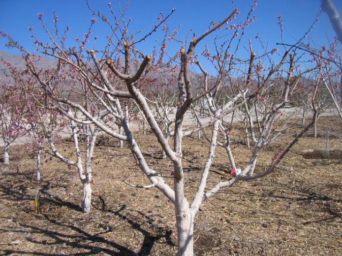 Diagram of an apricot garden