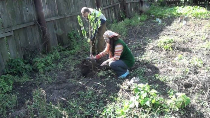 Planting an apricot Red-cheeked