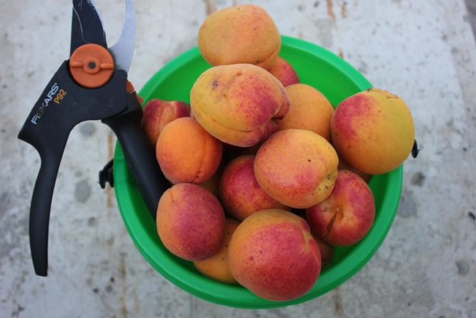 Apricot Harvest Red-cheeked