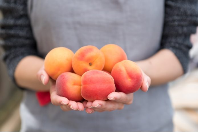 Apricot fruits of the Krasnoschekiy variety