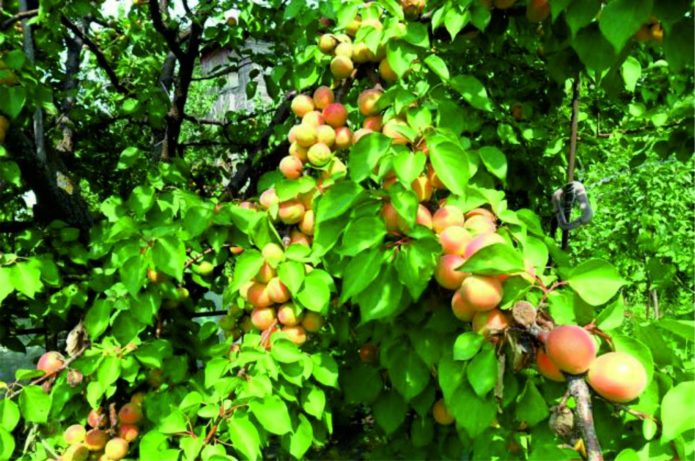 Apricot tree red-cheeked