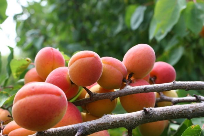 Red-cheeked apricot fruit on a branch