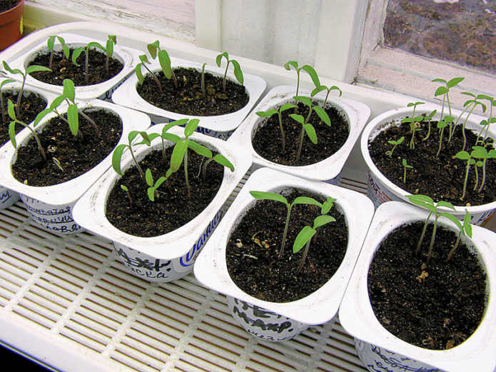 Growing tomato seedlings in scrap materials