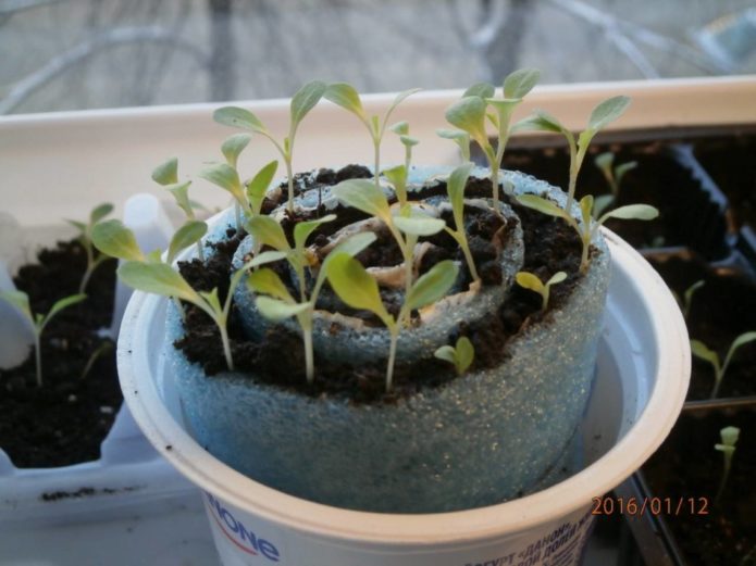 Seedlings in a snail with soil