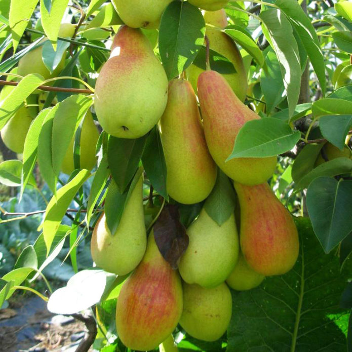 Pears on a branch