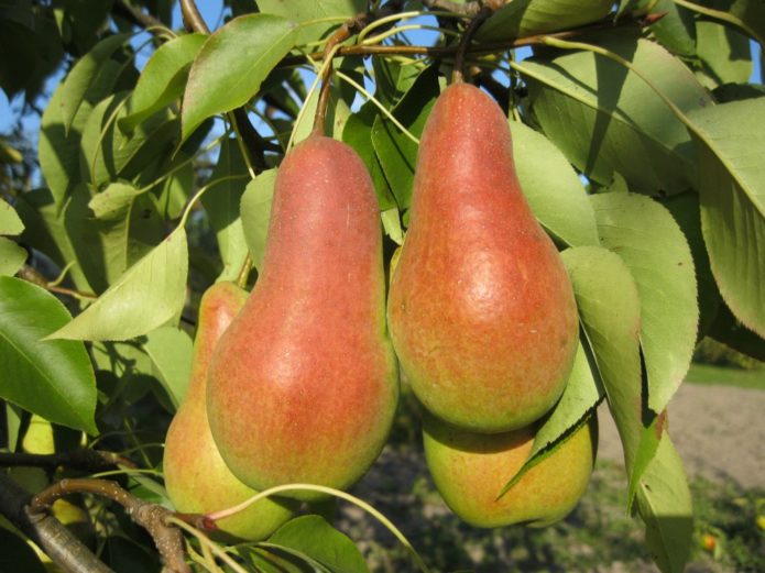 Pear fruits Talgar beauty