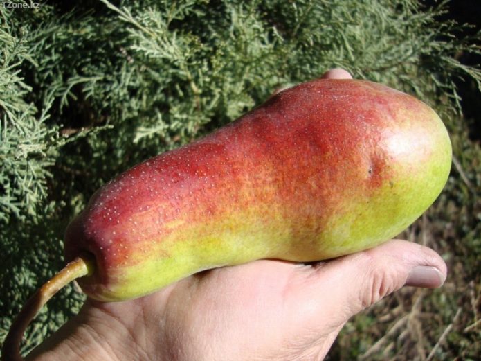 The fruit of the Talgar beauty in the palm of your hand