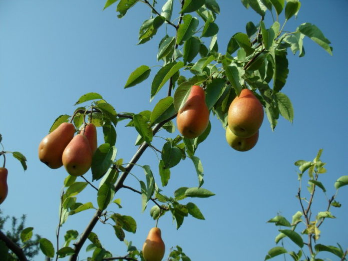 Pear branches in the sun