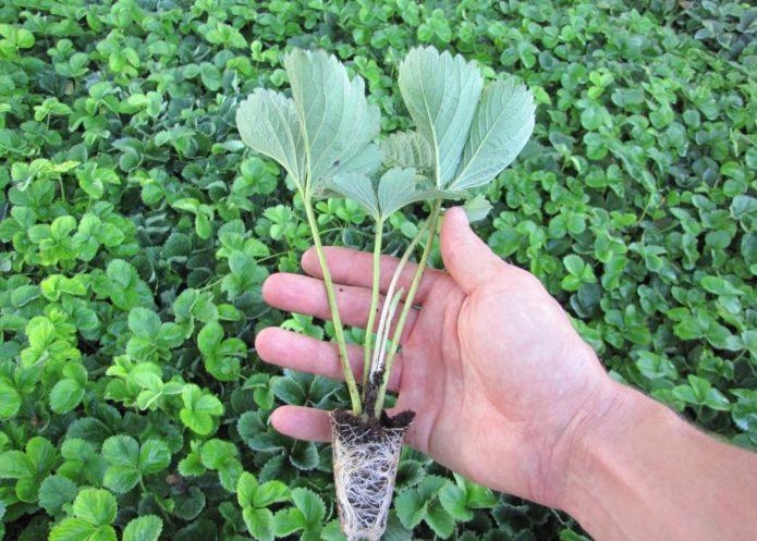 strawberry seedlings