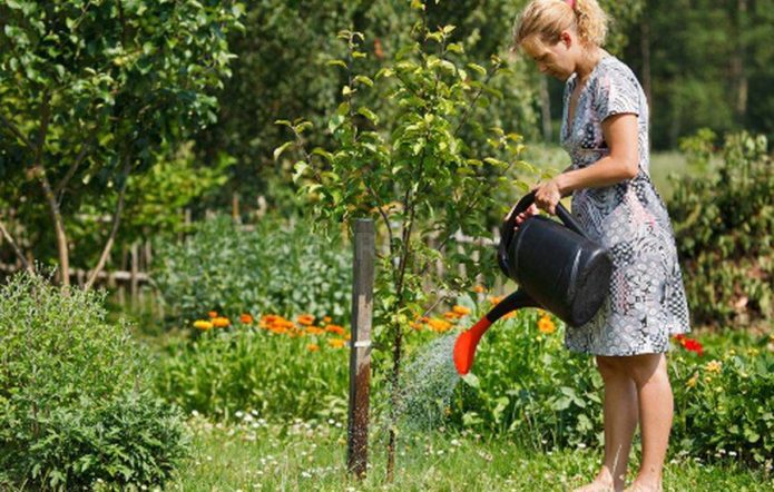 Girl with a watering can watering a seedling