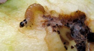 Pear leafworm larva