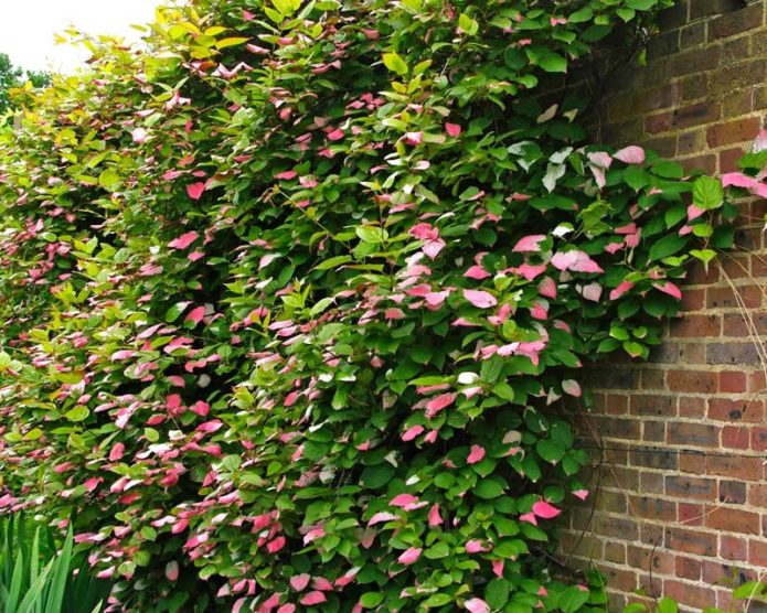 Actinidia kolomikta, planted against the wall of the house