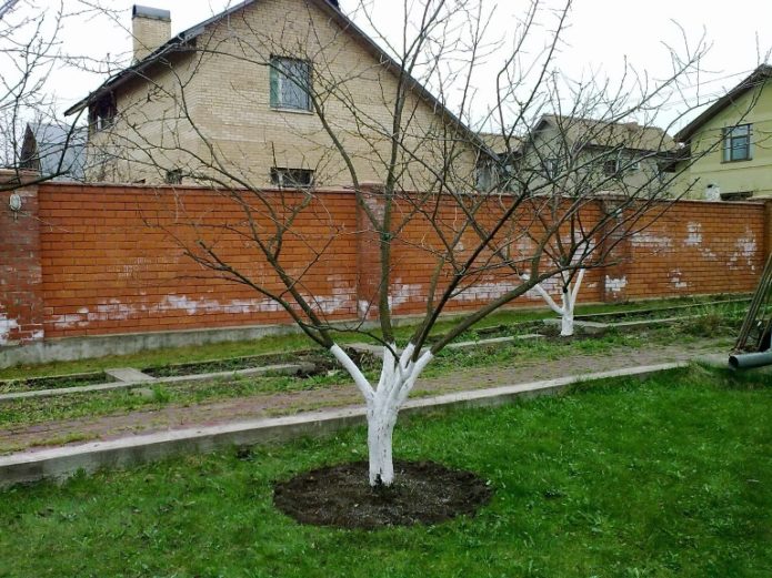 Cherry plum after whitewashing