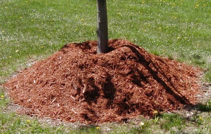 Mulching cherry plum for the winter