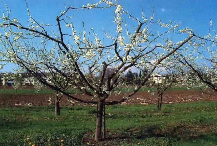 Cherry plum with a bowl-shaped crown