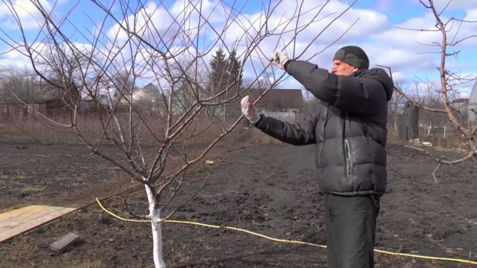 Cherry plum pruning