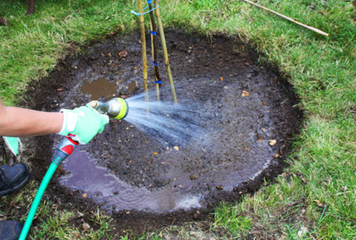 Watering young cherry plum seedlings