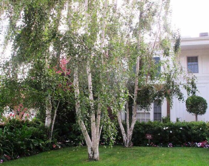 Birch in the garden