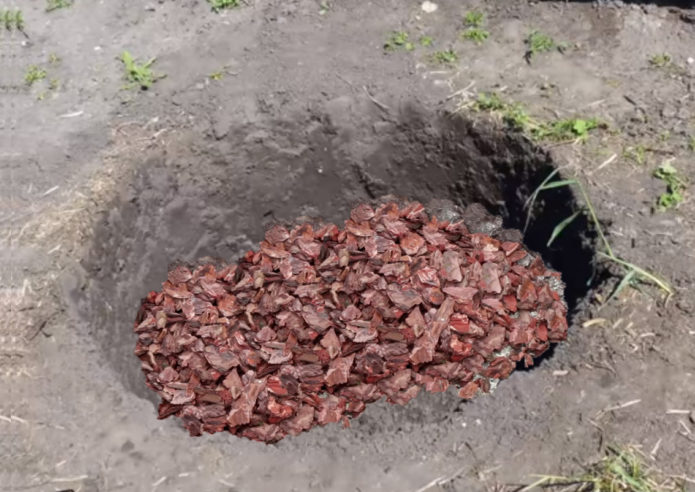 Landing pit for cherry plum Kuban comet