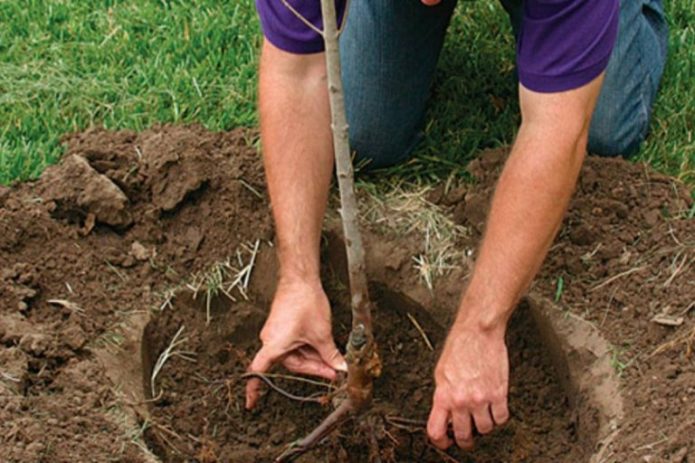 Planting a cherry plum seedling in the ground