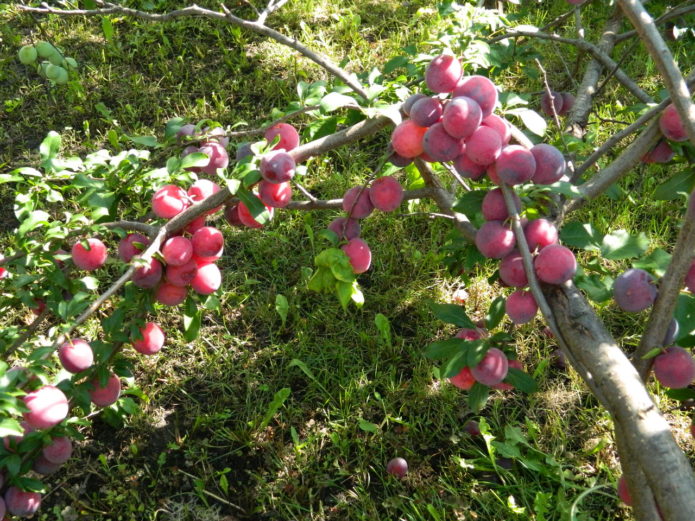 Cherry plum fruits Kuban comet on a tree