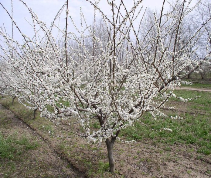 Cherry plum blossom Kuban comet