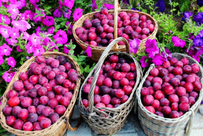 Cherry plum yield Kuban comet