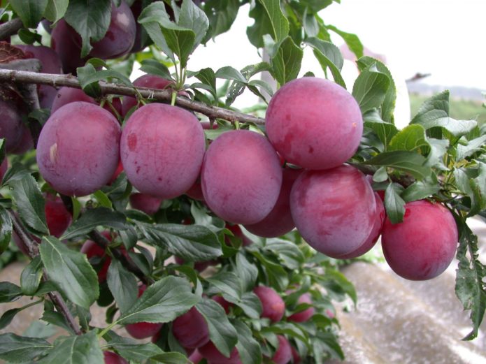 Cherry plum fruits Kuban comet