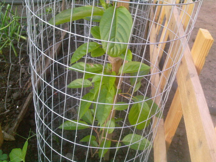 Young plant of actinidia kolomikt, fenced with a metal net