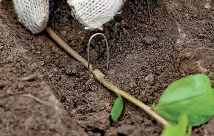 Rooting layer of actinidia kolomikta