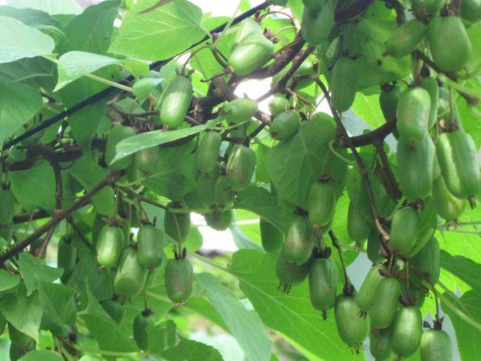 Actinidia kolomikta variety Lakomka