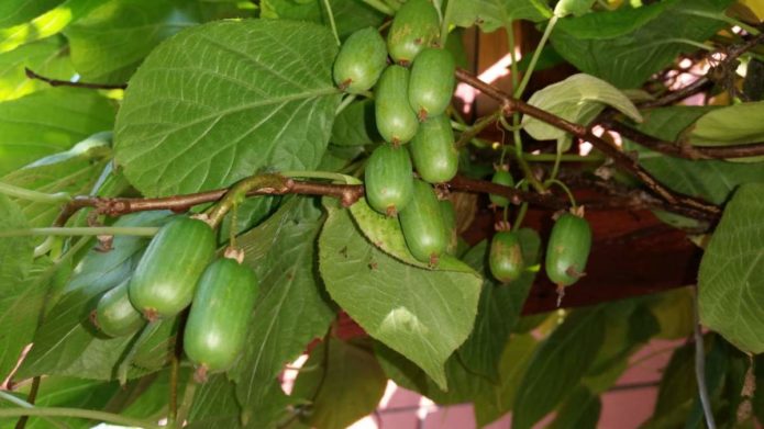 Actinidia variety Kolomikta September