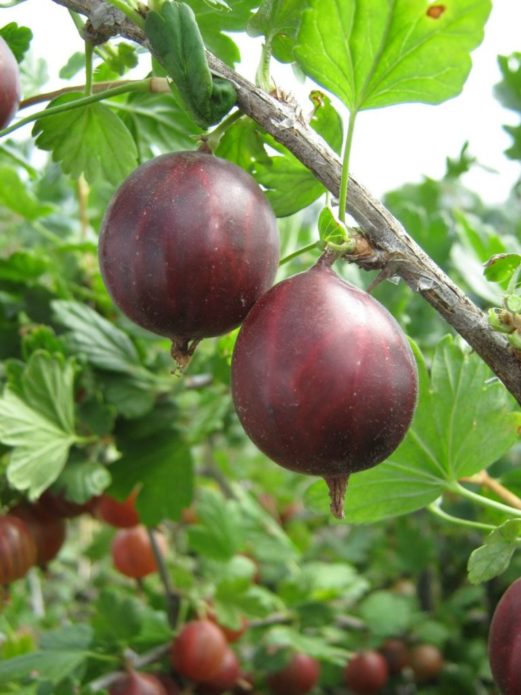 Gooseberry variety London