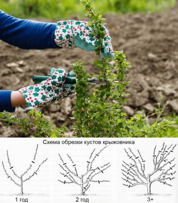 Scheme of spring pruning gooseberries