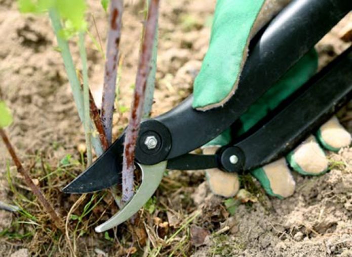 Pruning a 2-year-old gooseberry bush