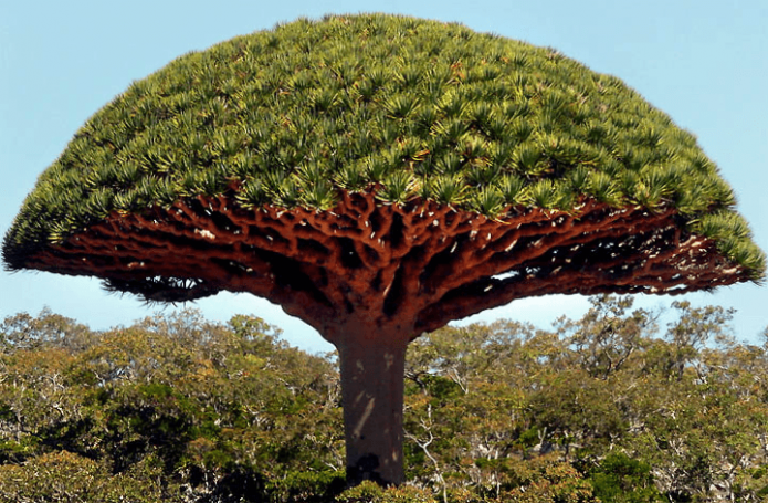 Dragon tree