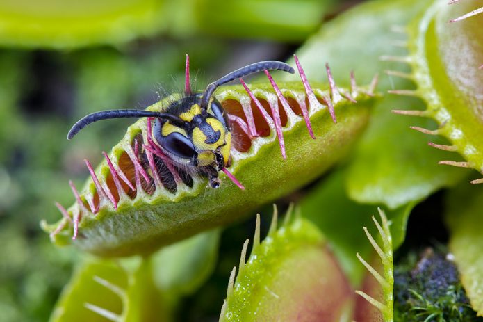 Venus flytrap